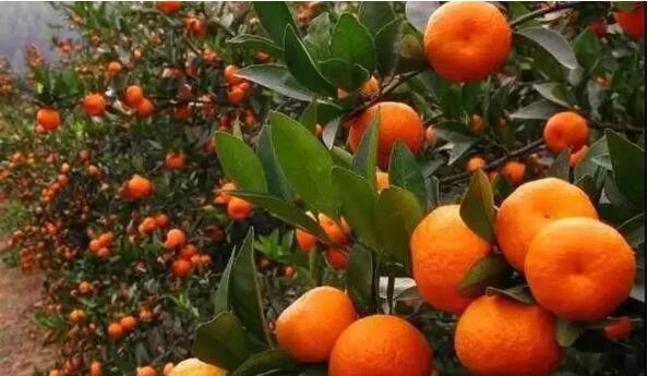 內蒙腐植酸生產產品是土壤植物的改良劑